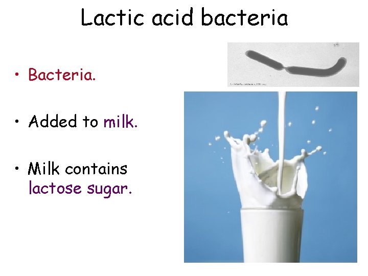 Lactic acid bacteria • Bacteria. • Added to milk. • Milk contains lactose sugar.