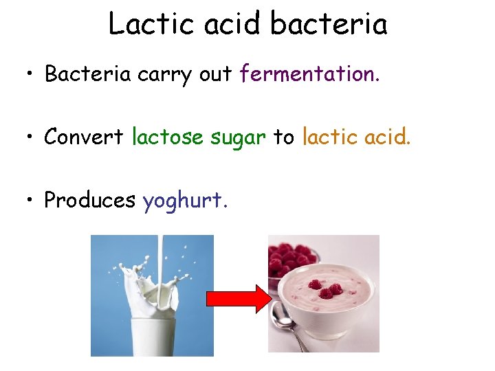 Lactic acid bacteria • Bacteria carry out fermentation. • Convert lactose sugar to lactic
