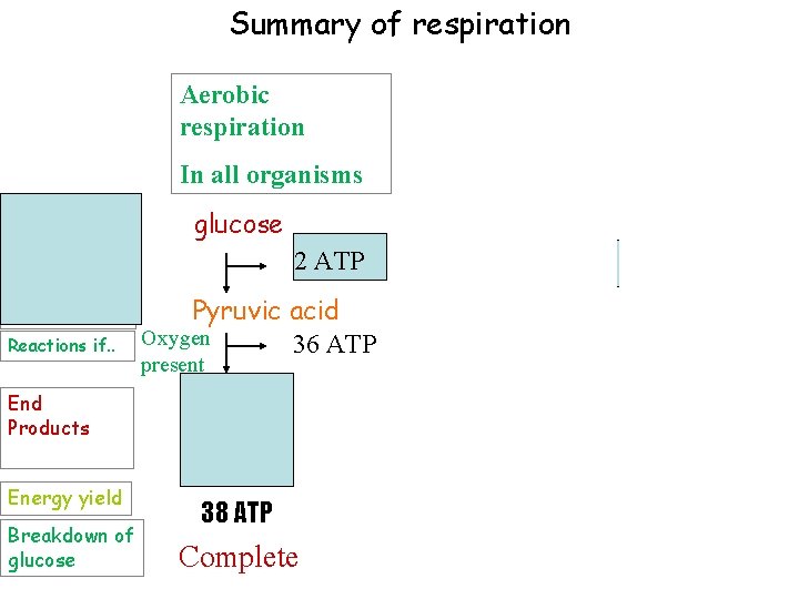 Summary of respiration Aerobic respiration In all organisms Glycolysis (cytoplasm) Reactions if. . End