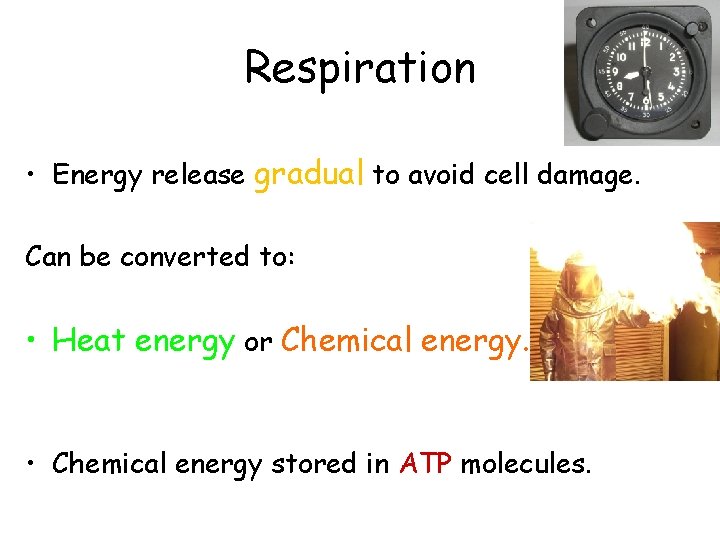Respiration • Energy release gradual to avoid cell damage. Can be converted to: •