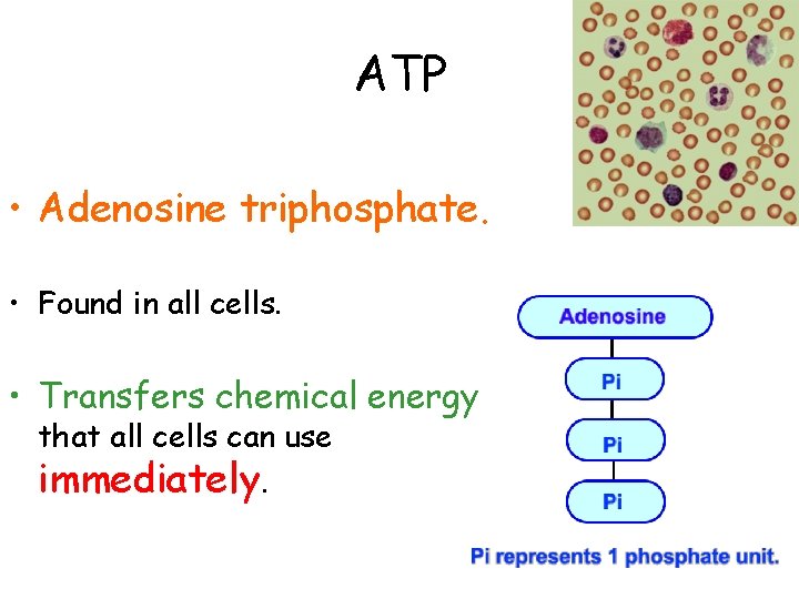 ATP • Adenosine triphosphate. • Found in all cells. • Transfers chemical energy that
