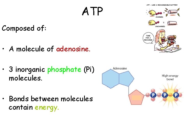 ATP Composed of: • A molecule of adenosine. • 3 inorganic phosphate (Pi) molecules.
