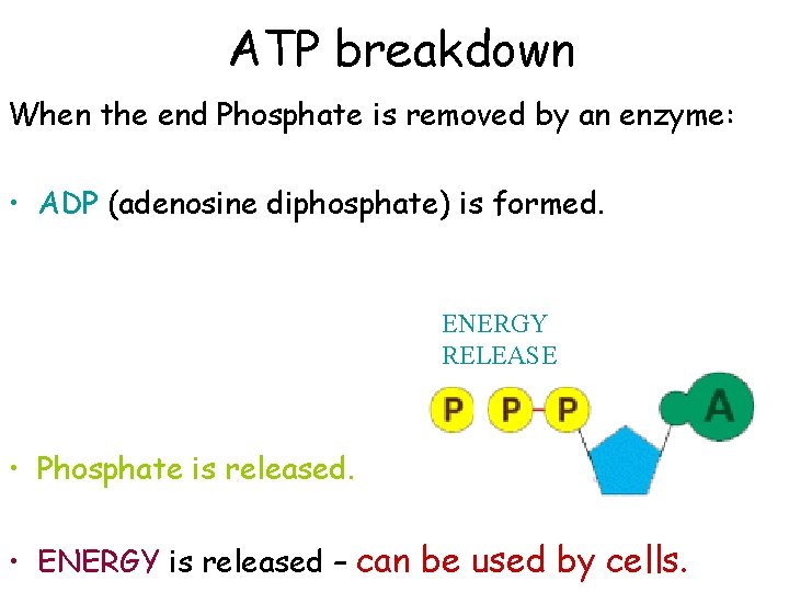ATP breakdown When the end Phosphate is removed by an enzyme: • ADP (adenosine