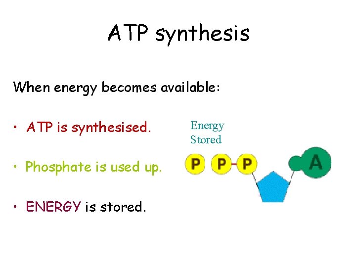 ATP synthesis When energy becomes available: • ATP is synthesised. • Phosphate is used