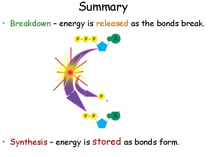 Summary • Breakdown – energy is released as the bonds break. • Synthesis –