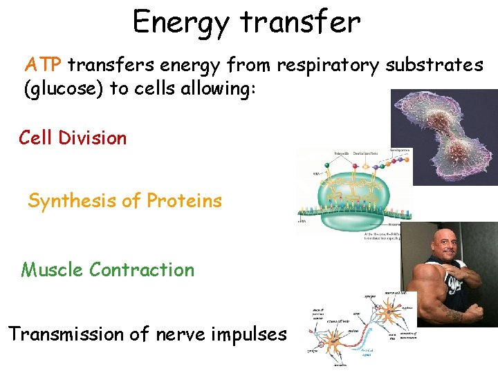 Energy transfer ATP transfers energy from respiratory substrates (glucose) to cells allowing: Cell Division