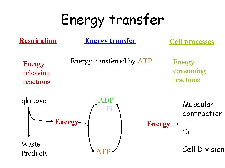 Energy transfer Respiration Energy transfer Cell processes Energy releasing reactions Energy transferred by ATP
