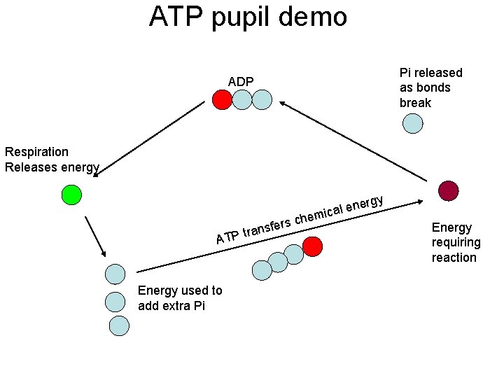 ATP pupil demo Pi released as bonds break ADP Respiration Releases energy y em