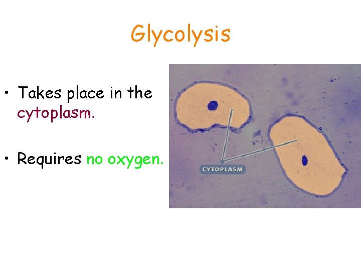 Glycolysis • Takes place in the cytoplasm. • Requires no oxygen. 