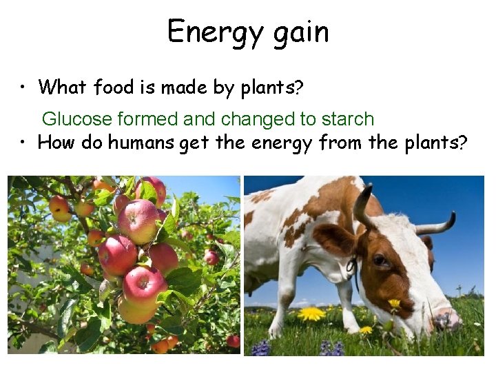 Energy gain • What food is made by plants? Glucose formed and changed to
