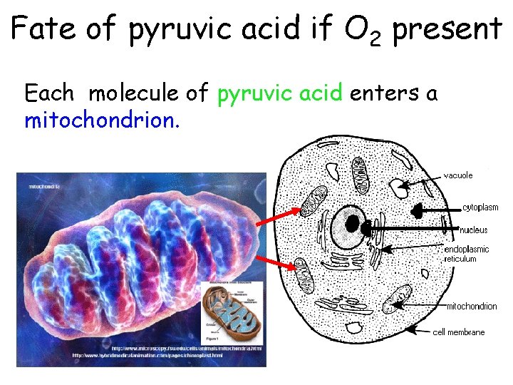Fate of pyruvic acid if O 2 present Each molecule of pyruvic acid enters