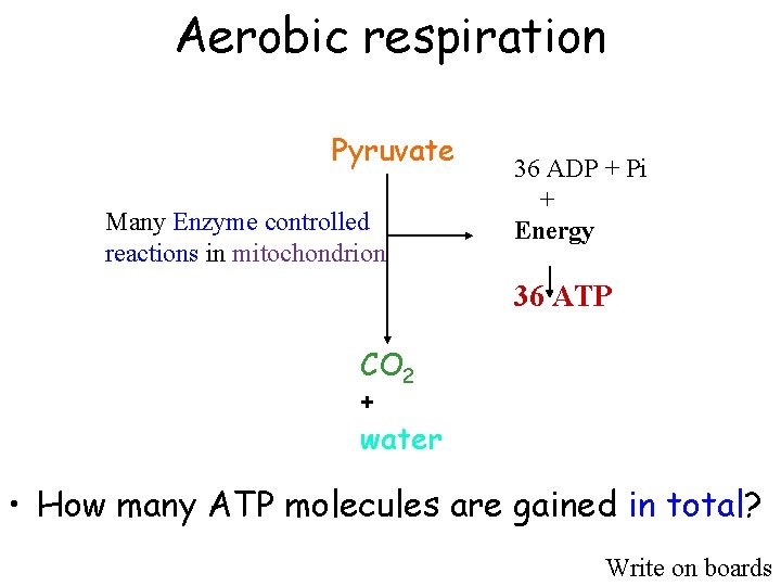 Aerobic respiration Pyruvate Many Enzyme controlled reactions in mitochondrion 36 ADP + Pi +