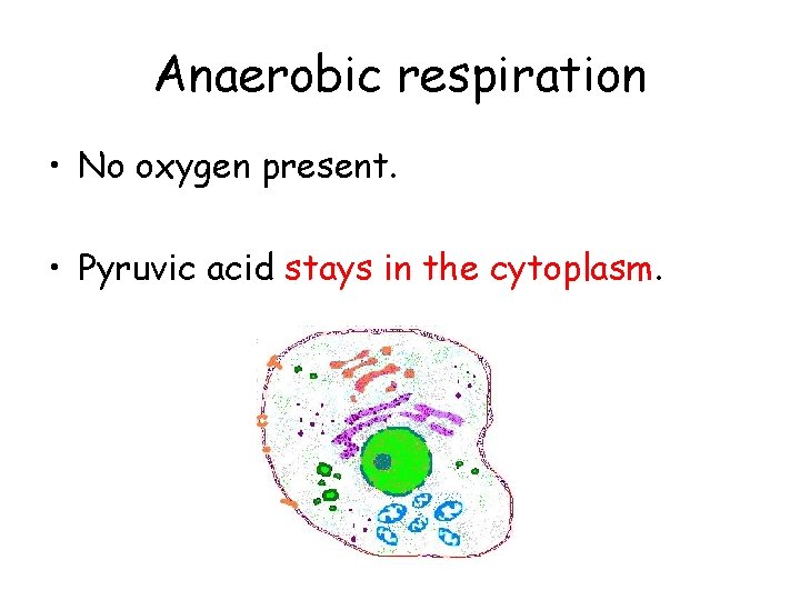 Anaerobic respiration • No oxygen present. • Pyruvic acid stays in the cytoplasm. 