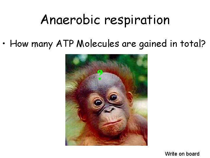 Anaerobic respiration • How many ATP Molecules are gained in total? ? Write on