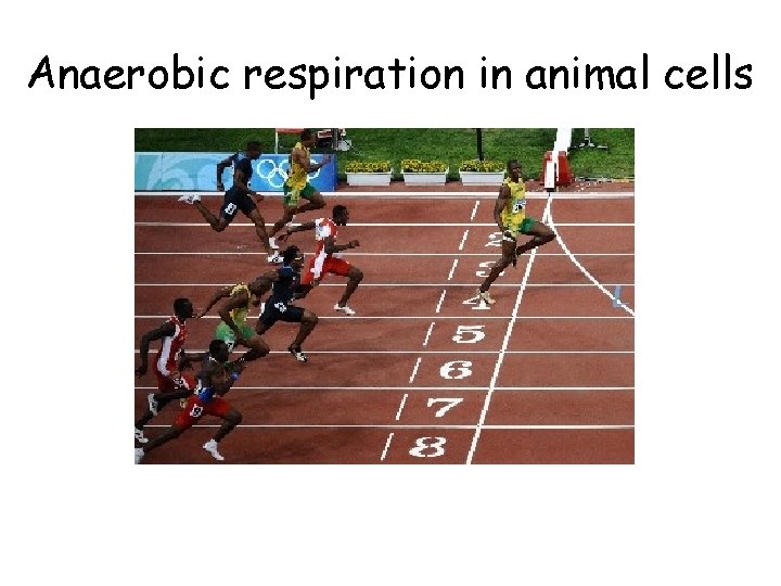 Anaerobic respiration in animal cells 
