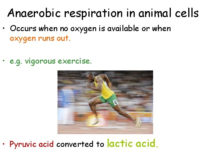 Anaerobic respiration in animal cells • Occurs when no oxygen is available or when