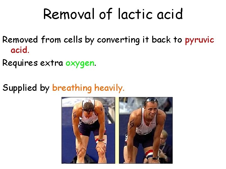 Removal of lactic acid Removed from cells by converting it back to pyruvic acid.