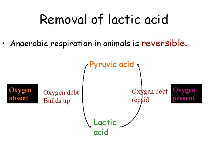 Removal of lactic acid • Anaerobic respiration in animals is reversible. Pyruvic acid Oxygen