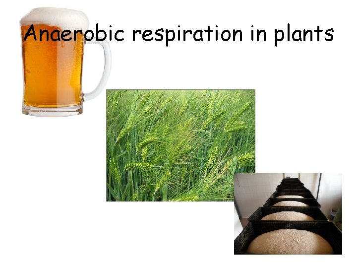 Anaerobic respiration in plants 