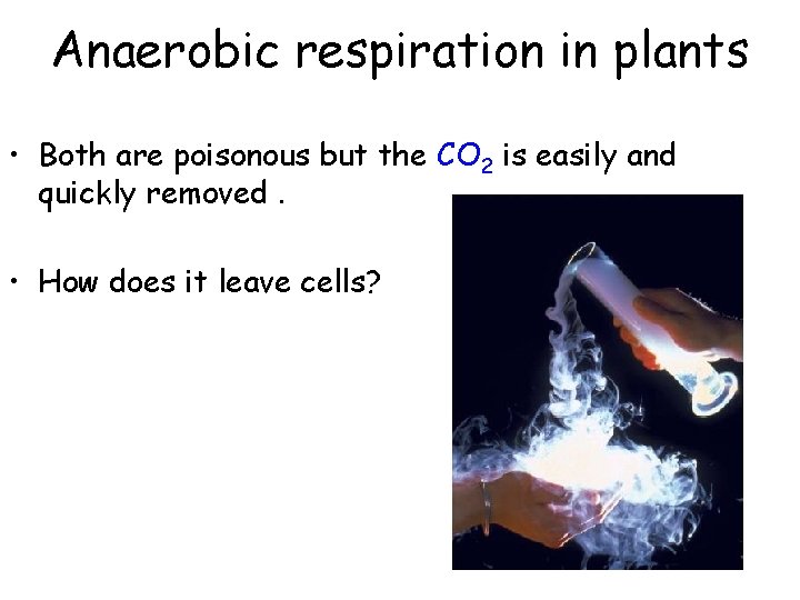 Anaerobic respiration in plants • Both are poisonous but the CO 2 is easily