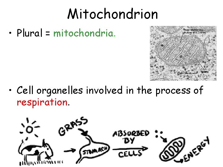 Mitochondrion • Plural = mitochondria. • Cell organelles involved in the process of respiration.