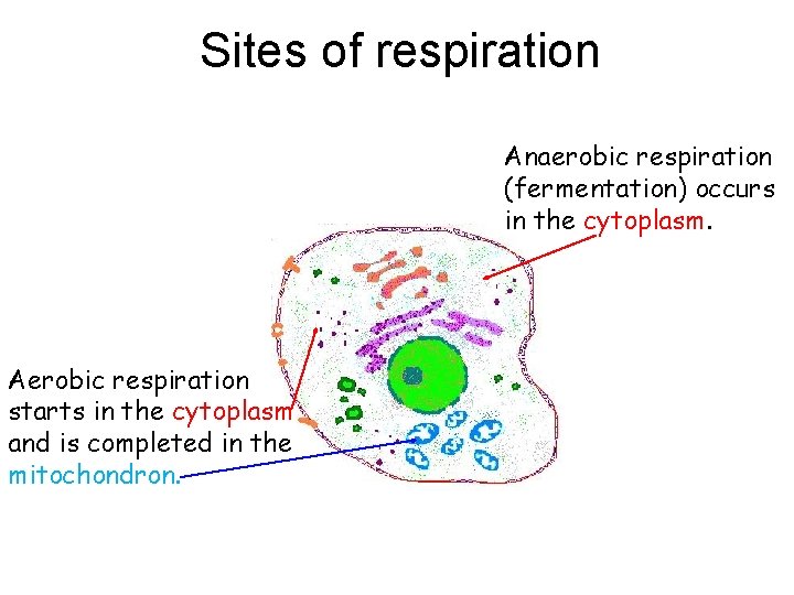 Sites of respiration Anaerobic respiration (fermentation) occurs in the cytoplasm. Aerobic respiration starts in