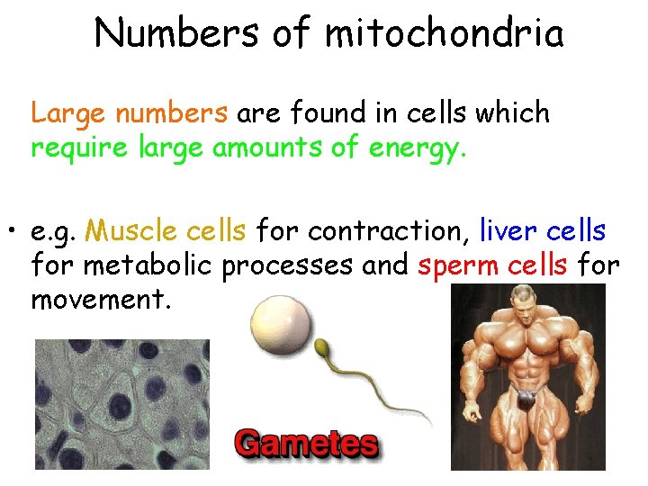 Numbers of mitochondria Large numbers are found in cells which require large amounts of