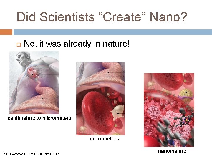 Did Scientists “Create” Nano? No, it was already in nature! centimeters to micrometers http: