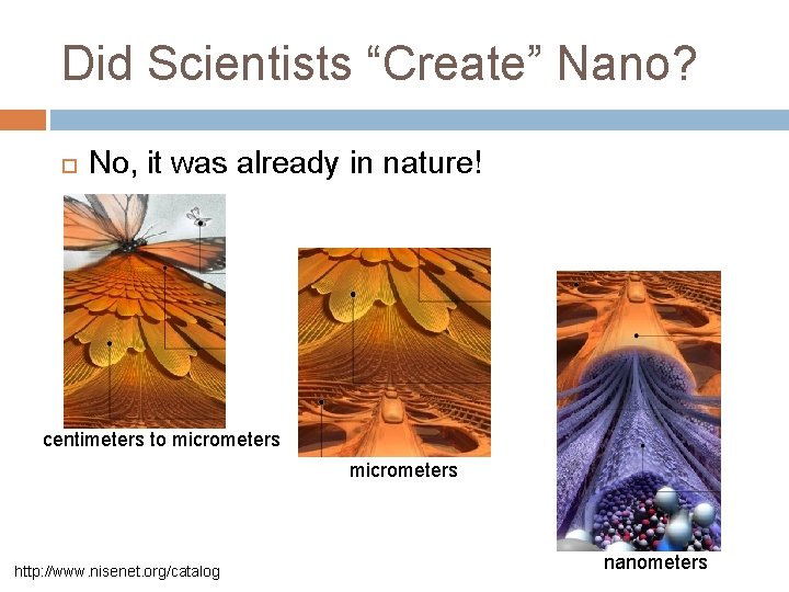 Did Scientists “Create” Nano? No, it was already in nature! centimeters to micrometers http: