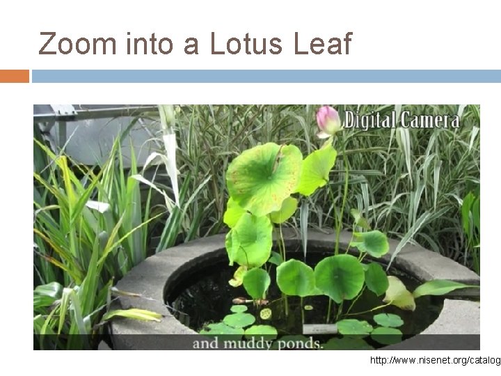 Zoom into a Lotus Leaf http: //www. nisenet. org/catalog 