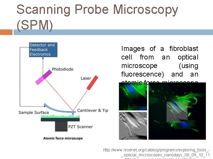 Scanning Probe Microscopy (SPM) Images of a fibroblast cell from an optical microscope (using