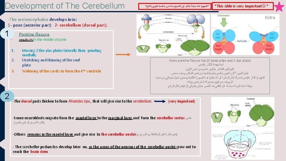 Development of The Cerebellum * *ﺍﻧﺘﺒﻬﻮﺍ ﻫﻨﺎ ﺣﻨﺒﺪﺃ ﻧﺘﻜﻠﻢ ﻋﻦ ﺍﻟﻤﺨﻴﺦ ﺧﻼﺹ ﺧﻠﺼﻨﺎ ﺗﻜﻮﻳﻦ