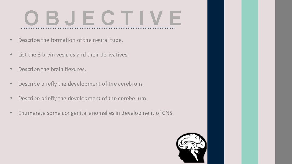 OBJECTIVE • Describe the formation of the neural tube. • List the 3 brain