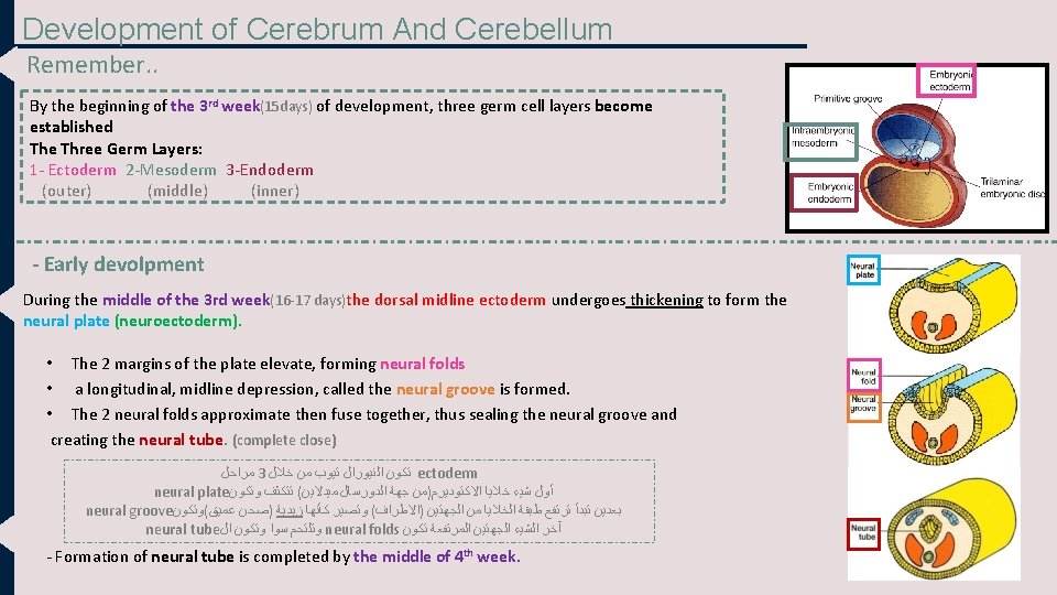 Development of Cerebrum And Cerebellum Remember. . By the beginning of the 3 rd