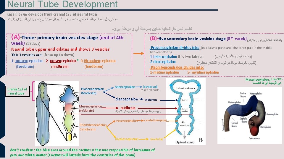 Neural Tube Development Recall: Brain develops from cranial 1/3 of neural tube. ﻳﻌﻨﻲ ﻛﻞ