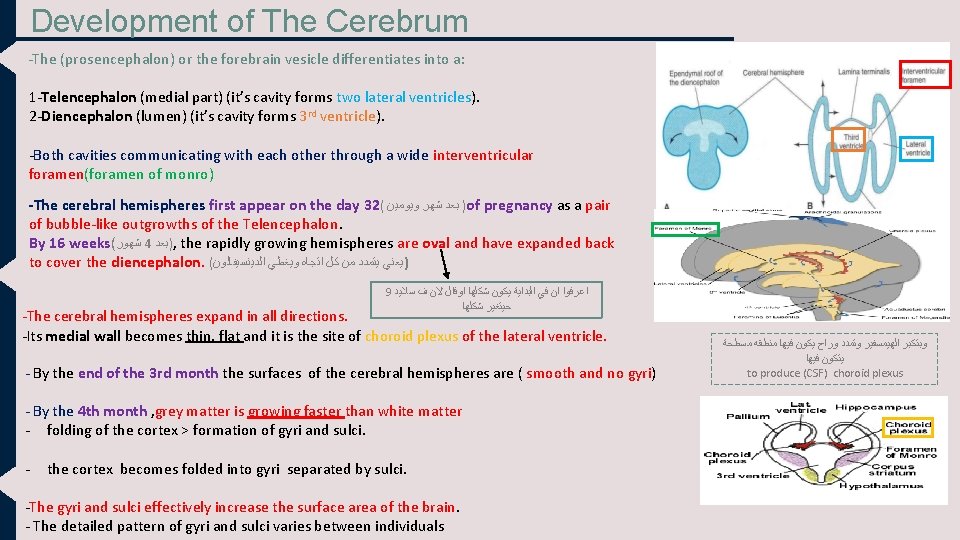 Development of The Cerebrum -The (prosencephalon) or the forebrain vesicle differentiates into a: 1