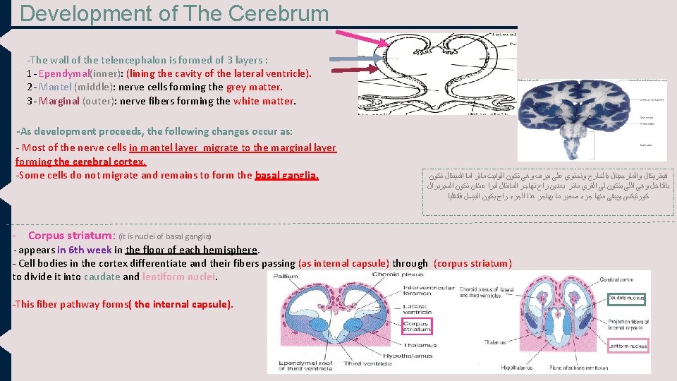 Development of The Cerebrum -The wall of the telencephalon is formed of 3 layers