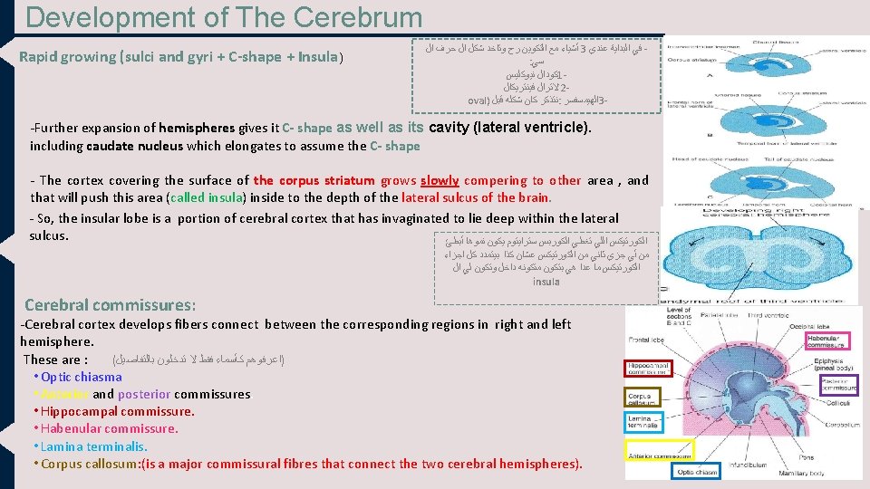 Development of The Cerebrum Rapid growing (sulci and gyri + C-shape + Insula) ﺃﺸﻴﺎﺀ
