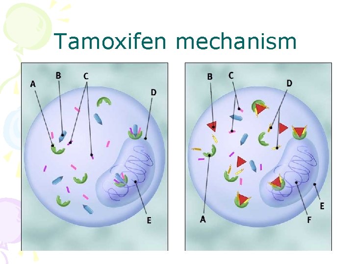 Tamoxifen mechanism 