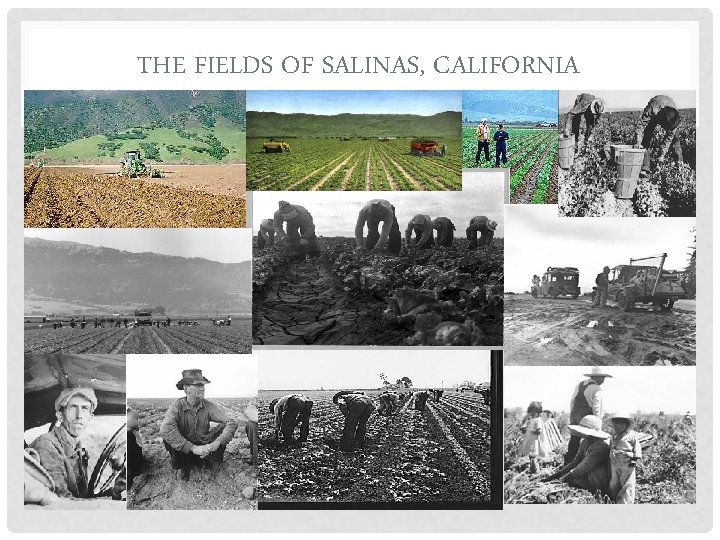 THE FIELDS OF SALINAS, CALIFORNIA 