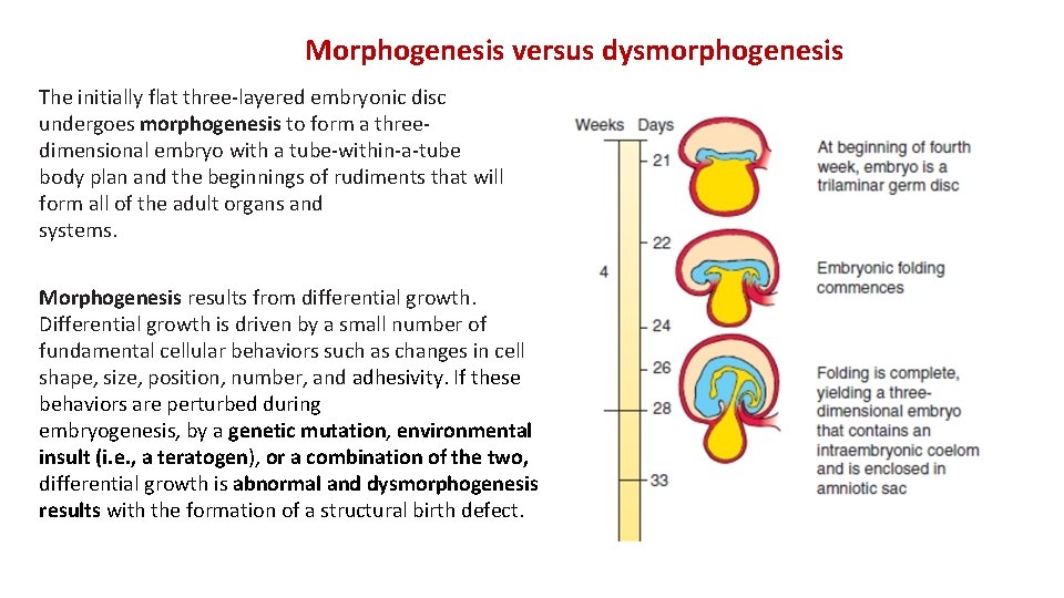 Morphogenesis versus dysmorphogenesis The initially flat three-layered embryonic disc undergoes morphogenesis to form a