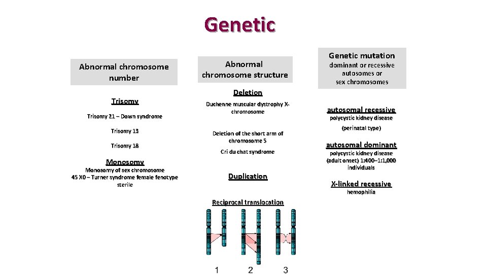 Genetic Abnormal chromosome number Trisomy 21 – Down syndrome Trisomy 13 Trisomy 18 Abnormal