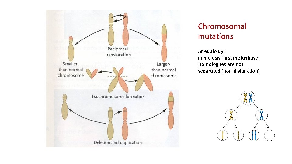 Chromosomal mutations Aneuploidy: in meiosis (first metaphase) Homologues are not separated (non-disjunction) 