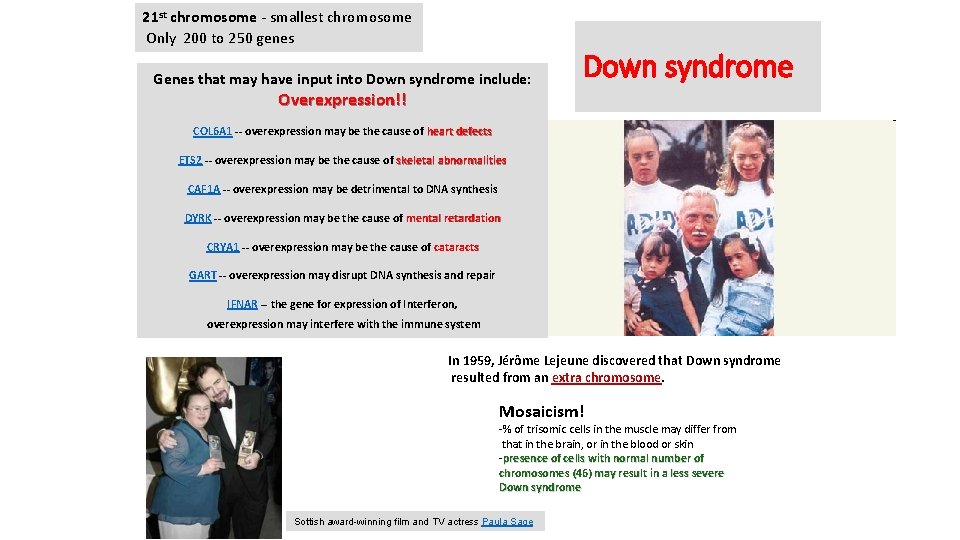 21 st chromosome - smallest chromosome Only 200 to 250 genes Genes that may