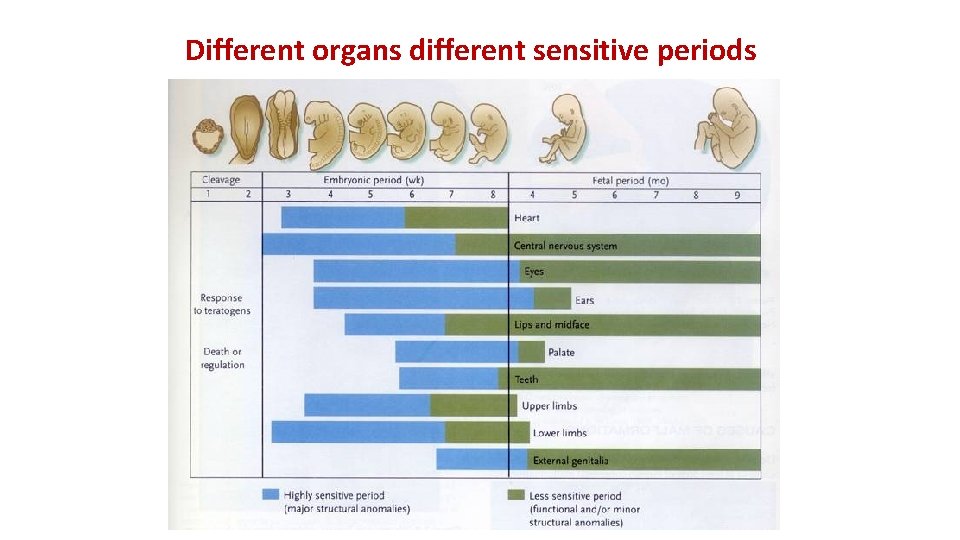 Different organs different sensitive periods 