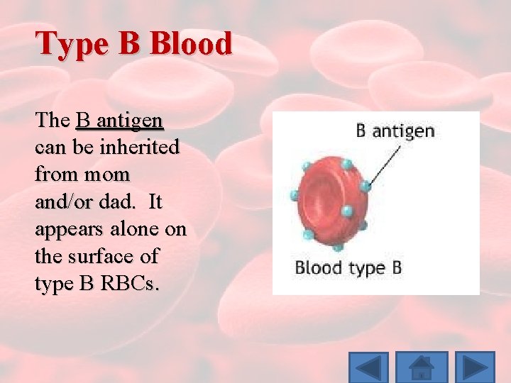 Type B Blood The B antigen can be inherited from mom and/or dad. It
