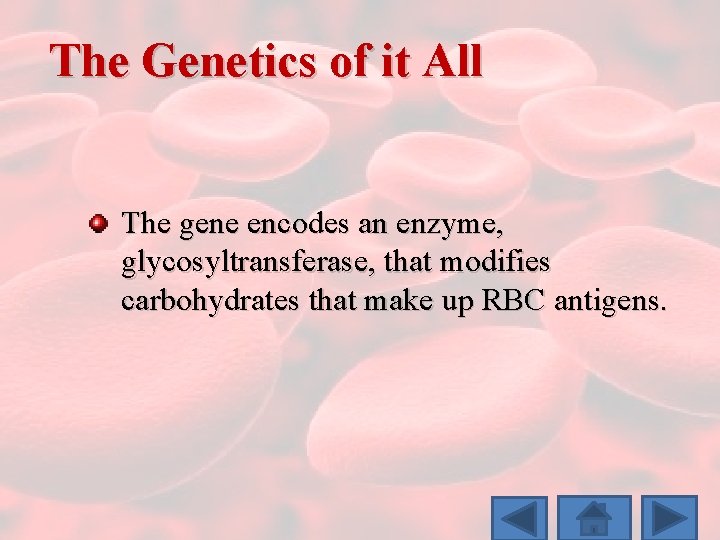 The Genetics of it All The gene encodes an enzyme, glycosyltransferase, that modifies carbohydrates