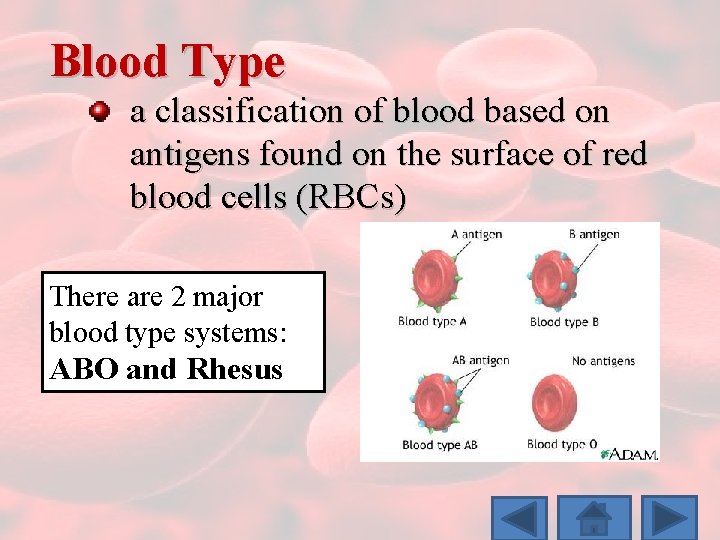 Blood Type a classification of blood based on antigens found on the surface of