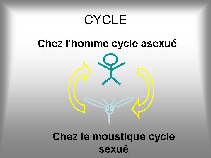CYCLE Chez l’homme cycle asexué Chez le moustique cycle sexué 