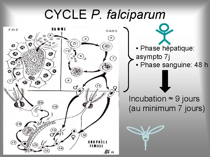 CYCLE P. falciparum • Phase hépatique: asympto 7 j • Phase sanguine: 48 h